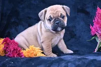 Princess, a female English Bulldog and Puggle for sale in Millersburg, OH – 3 of 10