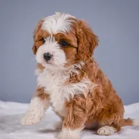Teddy, a male Cavapoo for sale in Millersburg, OH – 2 of 8