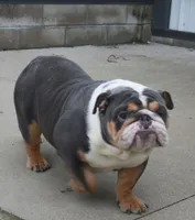 Bruno (mini), a male English Bulldog and Puggle for sale in Millersburg, OH – 10 of 10