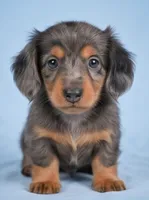 Bella AKC, a female Miniature Dachshund for sale in Millersburg, OH – 4 of 9