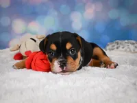 Buddy (mini), a male English Bulldog and Puggle for sale in Millersburg, OH – 8 of 10