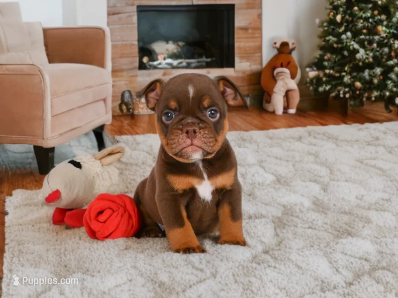 Chloe (mini) – English Bulldog, Puggle puppy for sale in Millersburg, OH