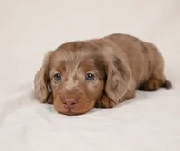 Beau AKC, a male Miniature Dachshund for sale in Millersburg, OH – 3 of 9
