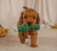 Jasper, a male Cavapoo for sale in Millersburg, OH – 1 of 9