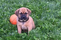 Bella, a female English Bulldog and Puggle for sale in Millersburg, OH – Photo 2 of 9