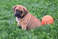 Bella, a female English Bulldog and Puggle for sale in Millersburg, OH – Photo 6 of 9
