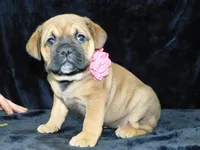 Bella, a female English Bulldog for sale in Millersburg, OH – Photo 4 of 10