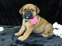 Bella, a female English Bulldog for sale in Millersburg, OH – Photo 7 of 10