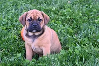 Bella, a female English Bulldog and Puggle for sale in Millersburg, OH – Photo 4 of 9