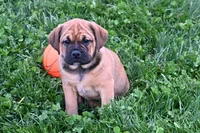 Bella, a female English Bulldog and Puggle for sale in Millersburg, OH – Photo 3 of 9