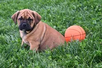 Bella, a female English Bulldog and Puggle for sale in Millersburg, OH – Photo 5 of 9