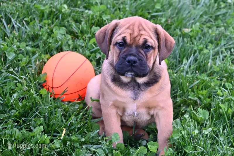 Bella – English Bulldog, Puggle puppy for sale in Millersburg, OH