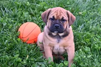 Bella, a female English Bulldog and Puggle for sale in Millersburg, OH – Photo 1 of 9