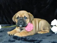 Bella, a female English Bulldog for sale in Millersburg, OH – Photo 5 of 10