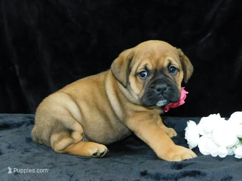 Bella – English Bulldog puppy for sale in Millersburg, OH