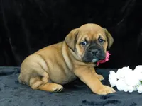 Bella, a female English Bulldog for sale in Millersburg, OH – Photo 1 of 10