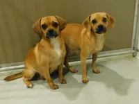 Bella, a female English Bulldog and Puggle for sale in Millersburg, OH – Photo 9 of 9