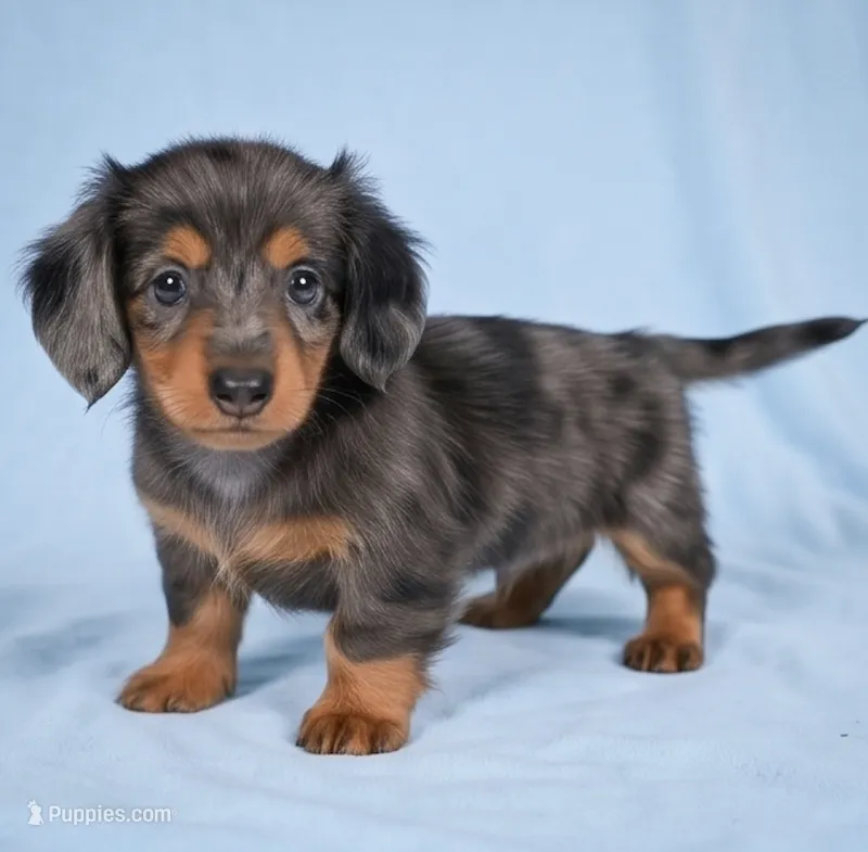 Bella AKC – Miniature Dachshund puppy for sale in Millersburg, OH