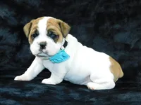 Wrinkles, a male English Bulldog for sale in Millersburg, OH – Photo 1 of 7