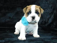 Wrinkles, a male English Bulldog for sale in Millersburg, OH – Photo 5 of 7