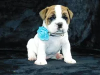 Wrinkles, a male English Bulldog for sale in Millersburg, OH – Photo 7 of 7