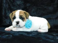 Wrinkles, a male English Bulldog for sale in Millersburg, OH – Photo 4 of 7