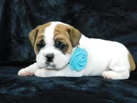 Wrinkles, a male English Bulldog for sale in Millersburg, OH – Photo 2 of 7