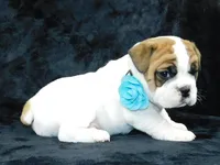 Wrinkles, a male English Bulldog for sale in Millersburg, OH – Photo 3 of 7