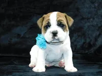 Wrinkles, a male English Bulldog for sale in Millersburg, OH – Photo 6 of 7