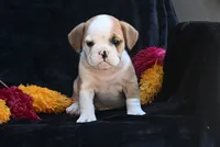 Oliver, a male English Bulldog and Puggle for sale in Millersburg, OH – 2 of 10