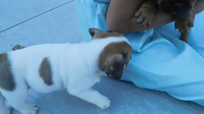 Jax, a male English Bulldog and Puggle for sale in Millersburg, OH – 9 of 10