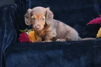 AKC Ruby, a female Miniature Dachshund for sale in Millersburg, OH – 2 of 10
