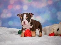 Claire (mini), a female English Bulldog and Puggle for sale in Millersburg, OH – 6 of 10