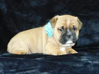 Rowdy, a male English Bulldog for sale in Millersburg, OH – Photo 2 of 8