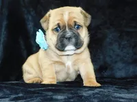 Rowdy, a male English Bulldog for sale in Millersburg, OH – Photo 1 of 8