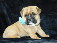 Rowdy, a male English Bulldog for sale in Millersburg, OH – Photo 5 of 8