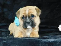 Rowdy, a male English Bulldog for sale in Millersburg, OH – Photo 3 of 8