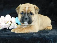 Rowdy, a male English Bulldog for sale in Millersburg, OH – Photo 6 of 8