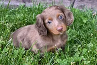 AKC Rowdy, a male Miniature Dachshund for sale in Millersburg, OH – 6 of 10