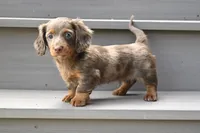 AKC Rowdy, a male Miniature Dachshund for sale in Millersburg, OH – 7 of 10