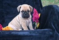 Buddy, a male English Bulldog and Puggle for sale in Millersburg, OH – 2 of 10