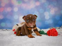 Chloe (mini), a female English Bulldog and Puggle for sale in Millersburg, OH – 3 of 10
