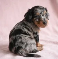 King AKC, a male Miniature Dachshund for sale in Millersburg, OH – 2 of 9
