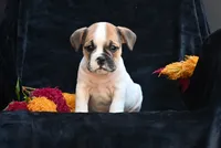 Jax, a male English Bulldog and Puggle for sale in Millersburg, OH – 4 of 10
