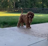 Jake, a male Cavapoo for sale in Millersburg, OH – 9 of 10
