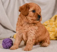 Mila, a female Cavapoo for sale in Millersburg, OH – 6 of 7
