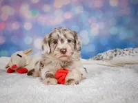 Lucy, a female Miniature Goldendoodle for sale in Millersburg, OH – 5 of 9