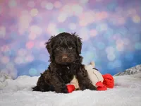Jake, a male Miniature Goldendoodle for sale in Millersburg, OH – 6 of 8