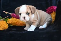 Oliver, a male English Bulldog and Puggle for sale in Millersburg, OH – 5 of 10
