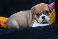 Macy, a female English Bulldog and Puggle for sale in Millersburg, OH – 7 of 10